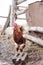 Colorful rooster foraging for food near the bio farm, image taken on a late autumn day