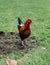 Colorful rooster free in a park on a hot day