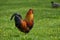 Colorful rooster on green gras background