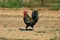 Colorful rooster loose on a farm
