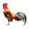 Colorful rooster low polygon standing