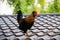 Colorful rooster on a roof