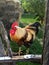 Colorful rooster sitting on a fence on village courtyard background