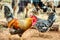 A colorful rooster strutting around the yard.