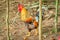 A colorful rooster strutting around the yard.