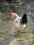 colorful rooster in a village house yard