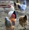 colorful rooster in a village house yard