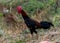 Colorful Rooster in the village yard