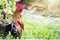 Colorful rooster walking on blurred green nature background