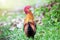 Colorful rooster walking on blurred green nature background