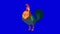 Colorful Rooster Walks and Crows. Classic handmade Animation Isolated on Blue Screen