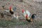 Colorful roosters in the backyard of farm.