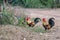 Colorful roosters in the backyard of farm.