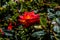 Colorful rose of botanical garden and rose garden of Ooty Tamil nadu