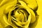 Colorful rose detail background