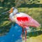 Colorful Roseatte Spoonbill Ibis from South America portrait, cl