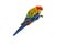 Colorful Rosella parrot bird with red head