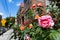 Colorful Roses along a Residential Sidewalk with Brick Homes in Astoria Queens New York