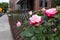 Colorful Roses along a Residential Sidewalk with Brick Homes in Astoria Queens New York