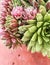 Colorful rosettes of the Sempervivum plant