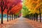 Colorful Row Of Trees In A Park Beautiful Park Scenes, Diversity Of Tree Types, Colorful Seasonal Pa