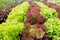 Colorful rows of different kind of lettuce