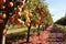 Colorful rows of fruit trees