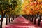 Colorful rows of fruit trees