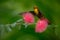 Colorful Ruby-Topaz Hummingbird from Tobago flying next to beautiful pink flower