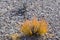 Colorful sagebrush grows in the desert