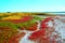 Colorful salt lake vegetation