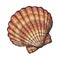 Colorful saltwater scallop sea shell, sketch style vector illustration