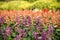 Colorful salvia scarlet flower in the garden