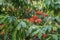 Colorful Saraca asoca Saraca indica Linn or Ashoka flowers blossom.