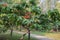 Colorful Saraca asoca Saraca indica Linn or Ashoka flowers blossom.