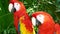 Colorful scarlet macaw