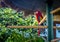 Colorful scarlet macaw