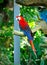 Colorful Scarlet Macaw, Macaws are members of the parrot family.