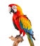 colorful scarlet macaw parrot sitting on tree branch