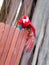 colorful scarlet macaw parrot on a wooden fence