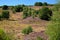 Colorful scenery with flowering heather in August on the hills of the Posbank  in National Park Veluwezoom