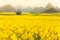 Colorful scenery of mustard fields on springtime, blooming yellow mustard flowers in the valley at sunrise