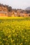 Colorful scenic landscape of blooming mustard field and old charming chinese village. Yellow flowers in full bloom in sunset light