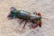 Colorful sea crustacean with dark green back and colorful tail Odontodactylus scyllarus, peacock or clown mantis shrimp.