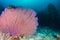 Colorful sea fans around an underwater shipwreck on a tropical coral reef