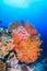 Colorful sea fans on a tropical reef