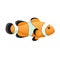 Colorful sea fish, aquarium decorative, clown fish.