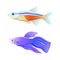 Colorful Sea Inhabitant Neon Tetra and Betta Fish