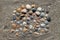 Colorful sea shell arrangement on a coarse sand of Florida beach