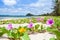 Colorful sea at summer time, Beach Morning Glory blossom on whit